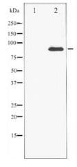 CTTN / Cortactin Antibody