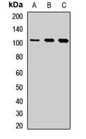 CDC5 / CDC5L Antibody