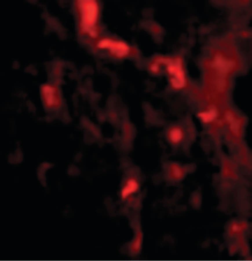 IHC-plus™ IRGM / LRG-47 Antibody