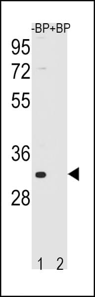 IHC-plus™ FAM26F Antibody (aa266-295)