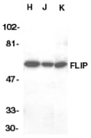 CFLAR / FLIP Antibody