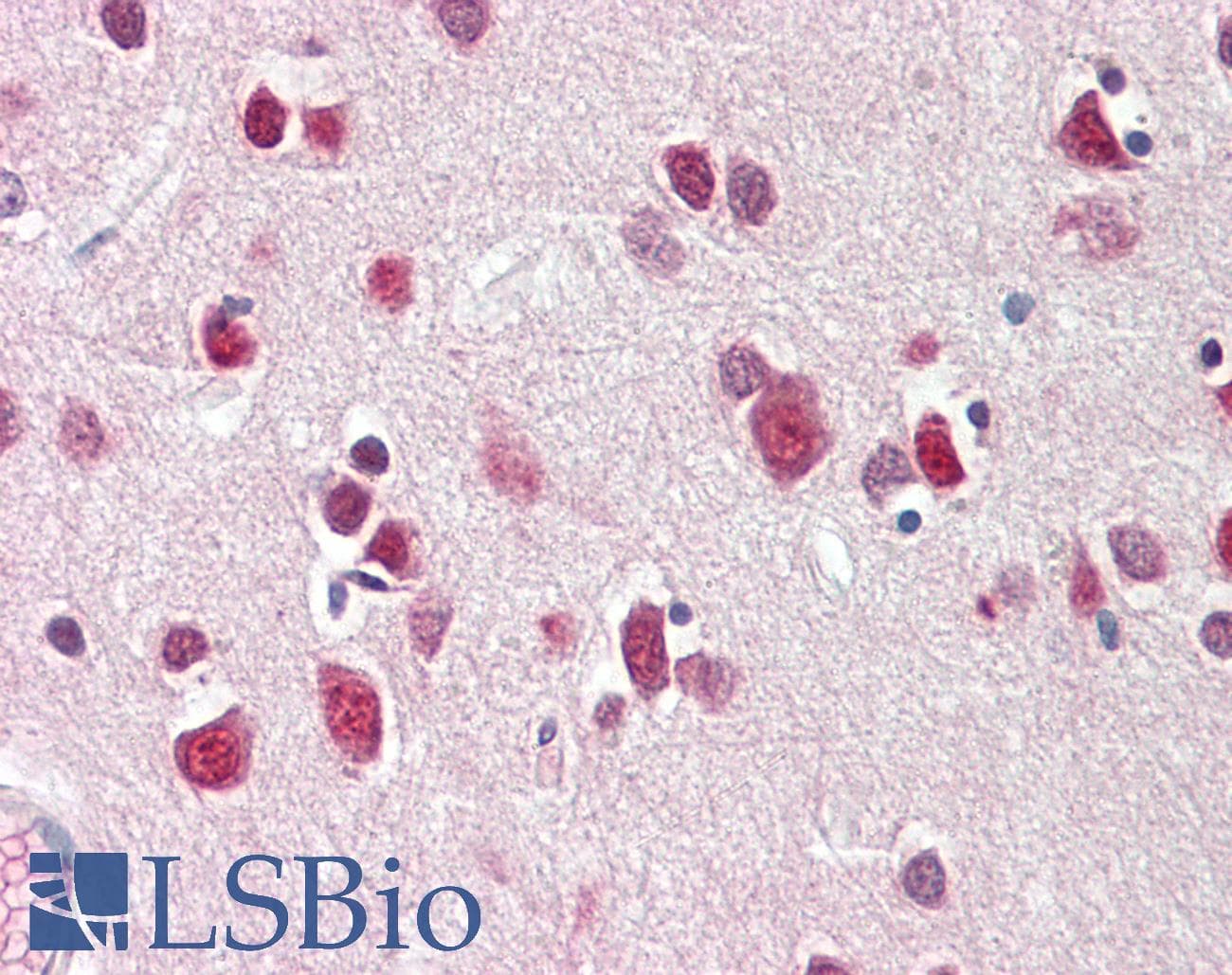 IHC-plus™ CITED2 Antibody