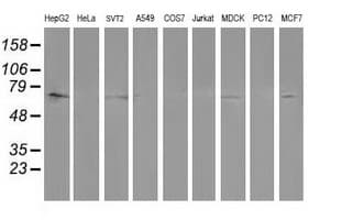 PTPN11 / SHP-2 / NS1 Antibody (clone OTI3F2)