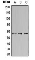 NAB2 Antibody (Internal)