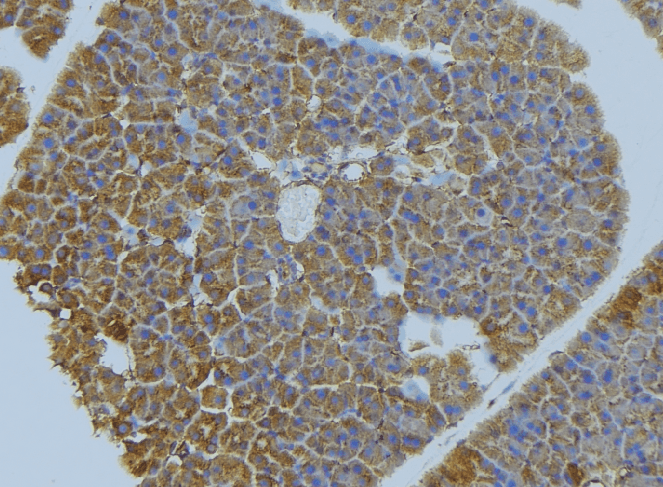 Nectin-1 / PVRL1 Antibody