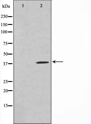 Polyclonal Rabbit anti-Human MOS Antibody (IF, WB)