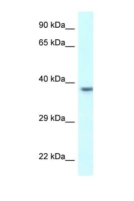 UPK3B Antibody (aa247-296)