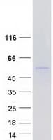 Human PDE9A Protein (Recombinant Myc-DDK (Flag))