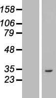 ASB8 Protein (Over-Expression Lysate Myc-DDK (Flag))