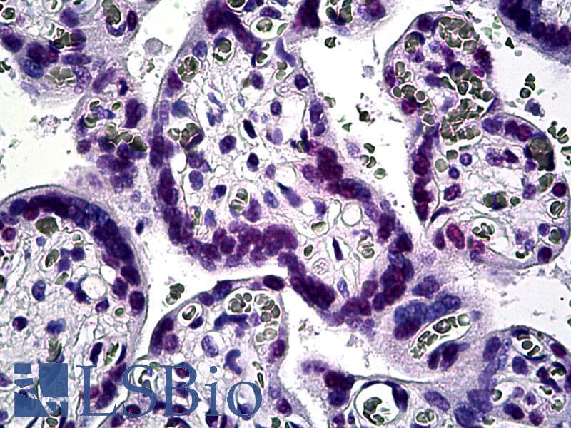 IHC-plus™ KLF11 Antibody (clone 10D8)