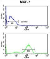 Polyclonal Rabbit anti-Human JUP/CTNNG/Junction Plakoglobin Antibody (aa636-663, IHC, WB)