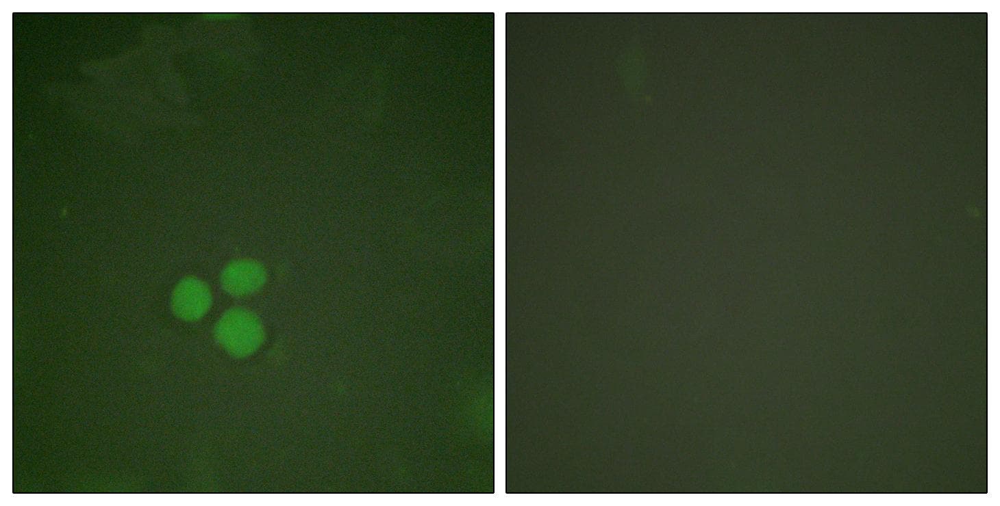 TFDP1 Antibody
