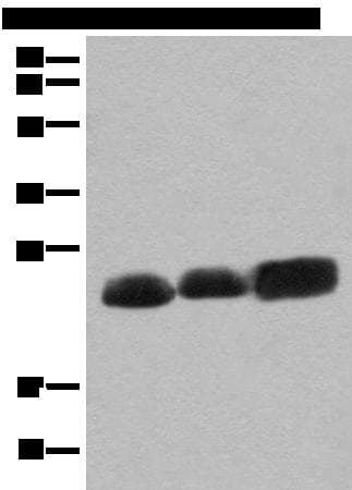 CEND1 Antibody