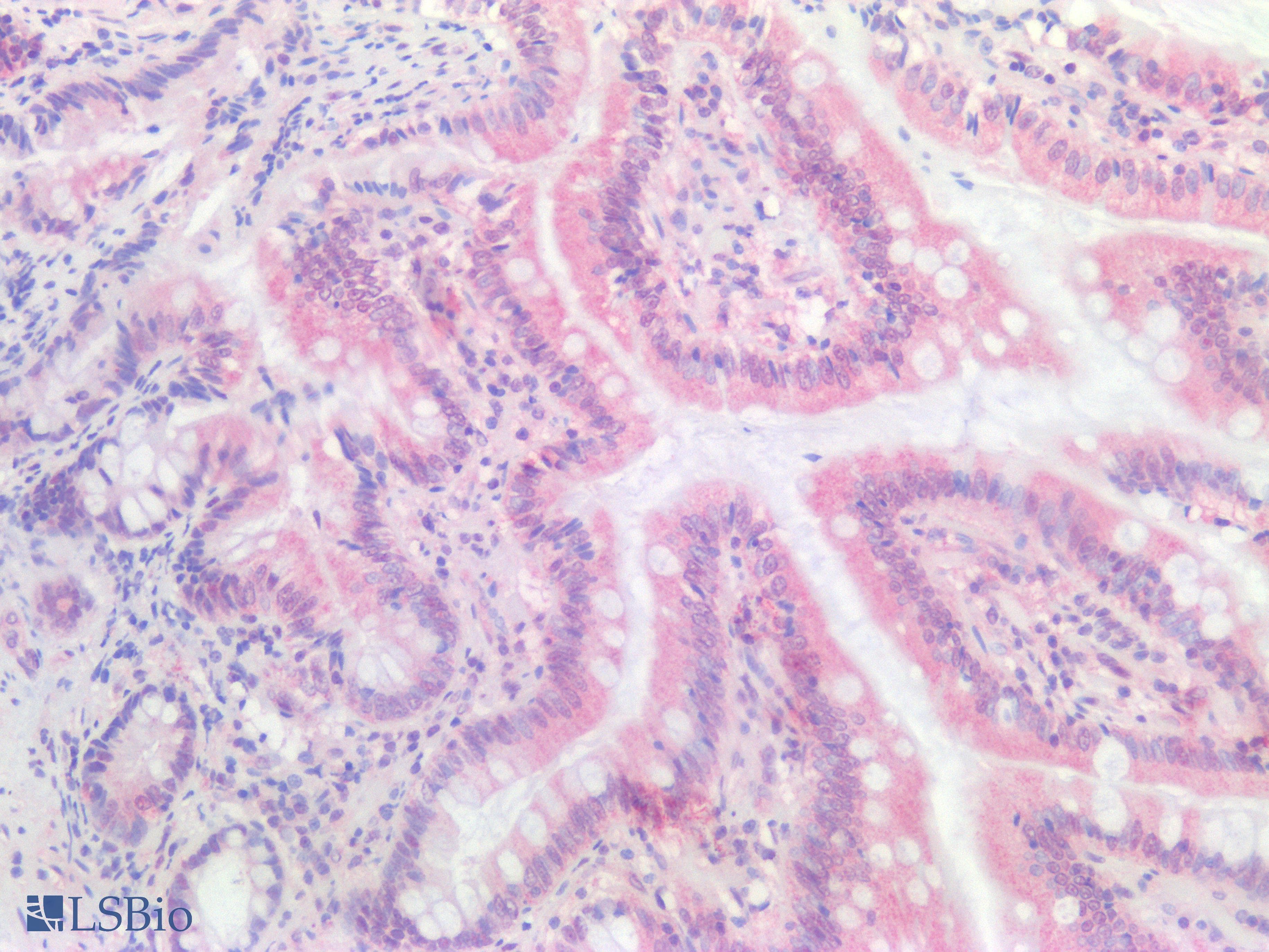 BCL2L1 / BCL-XL Antibody (clone OTI4A9)