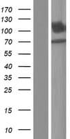 SLC8A2 / NCX2 Protein (Over-Expression Lysate Myc-DDK (Flag))