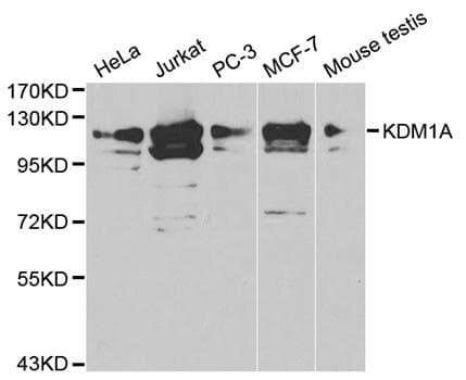 KDM1A / LSD1 Antibody