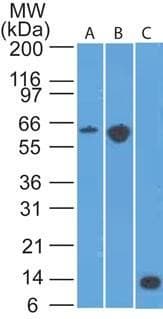 Monoclonal Rat anti-Mouse CCR6 Antibody (clone 18B9E6, Azide-free, IHC, WB)