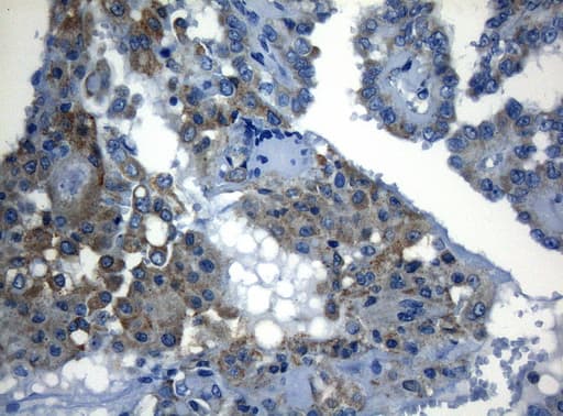 ZNF394 Antibody (aa1-296, clone OTI1G9)