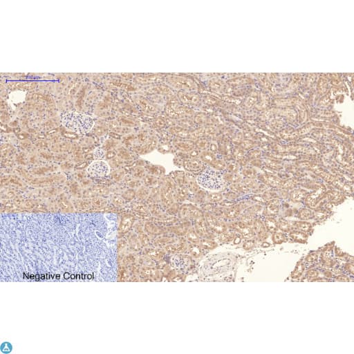 Monoclonal Mouse anti-Human Collagen IV Antibody (WB)