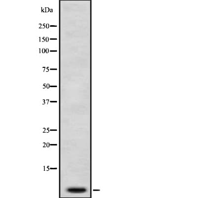 PKIG Antibody