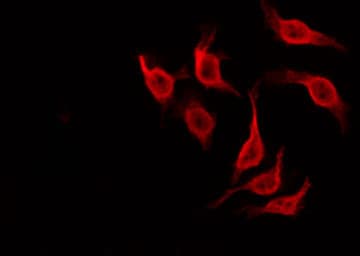 NOL3 / ARC Antibody
