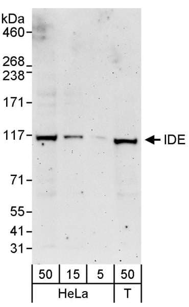 IDE Antibody (aa275-326)