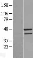 TAF7 Protein (Over-Expression Lysate Myc-DDK (Flag))