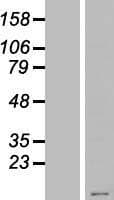 KRTAP23-1 Protein (Over-Expression Lysate Myc-DDK (Flag))