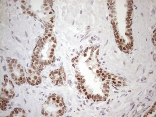 SRSF9 / SFRS9 Antibody (clone OTI5A12)