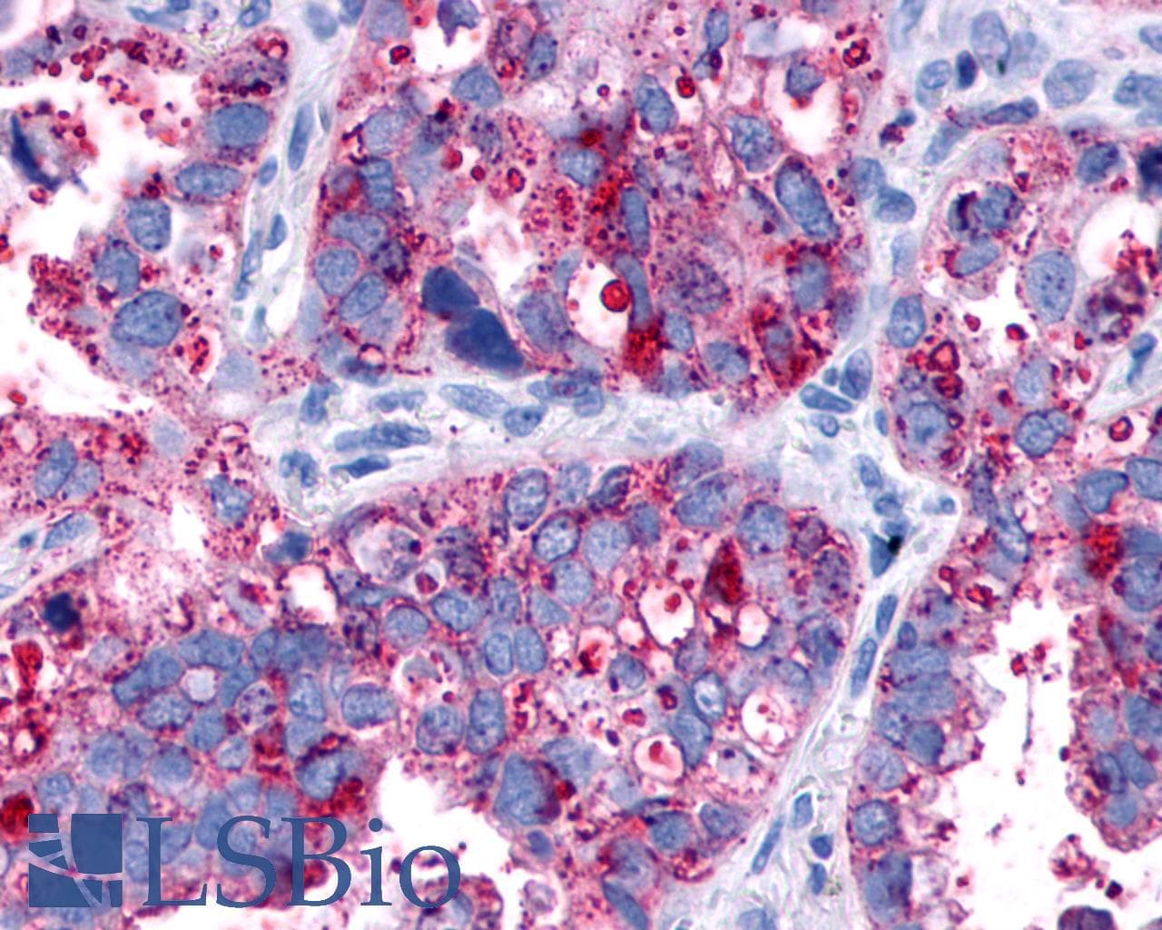 IHC-plus™ F2RL1 / PAR2 Antibody (N-Terminus)