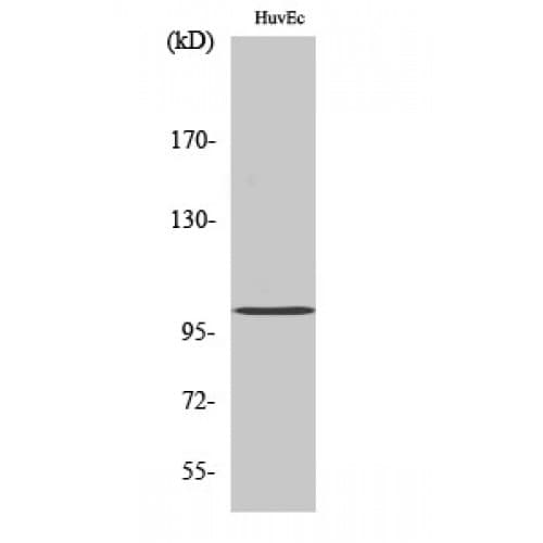 CLOCK Antibody (210-290 aa, Internal)