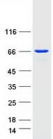 Human UTP6 Protein (Recombinant Myc-DDK (Flag))