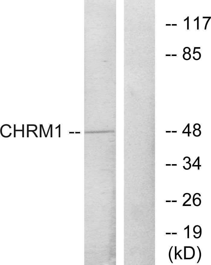 Polyclonal Rabbit anti-Human CHRM1 / M1 Antibody (aa295-344, WB)
