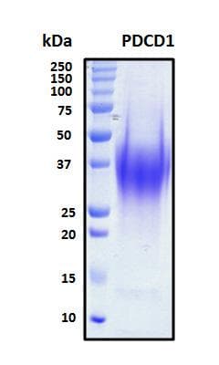 Human PDCD1 / CD279 / PD-1 Protein (Recombinant His, N-Terminal)