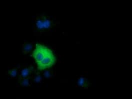 SDR9C7 Antibody (clone OTI7F9)