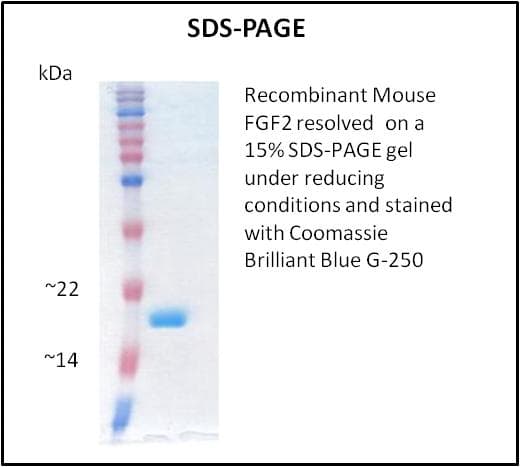 Mouse FGF2 / Basic FGF Protein (Recombinant)