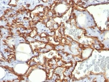PECAM-1 / CD31 Antibody (clone SPM532, Azide-free, BSA-free)