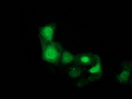 CDK2 Antibody (clone OTI1C4)