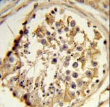 Polyclonal Rabbit anti-Human CEP128 Antibody (aa906-935, IHC, WB)