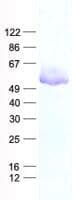 Human RBM34 Protein (Recombinant His, N-Terminal)