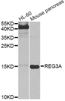REG3A Antibody