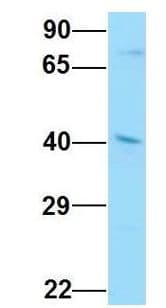 SEC61A1 / SEC61 Antibody (aa378-427)