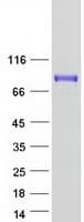 Human HIRIP3 Protein (Recombinant Myc-DDK (Flag))