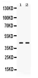 GLRX3 / Glutaredoxin 3 Antibody