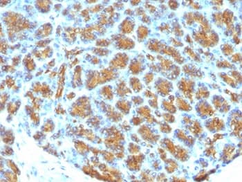 MFGE8 /Lactadherin Antibody (clone MFG-06)