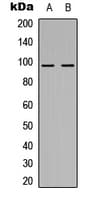 NOM1 Antibody (C-Terminus)