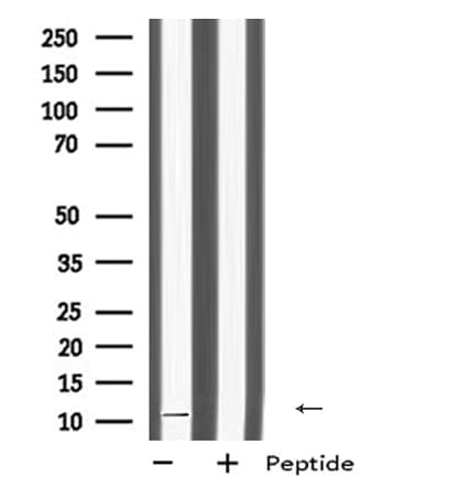DAP Antibody