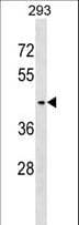 SERINC3 Antibody (aa373-400)