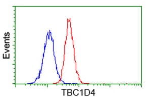 TBC1D4 / AS160 Antibody (clone OTI5E6)