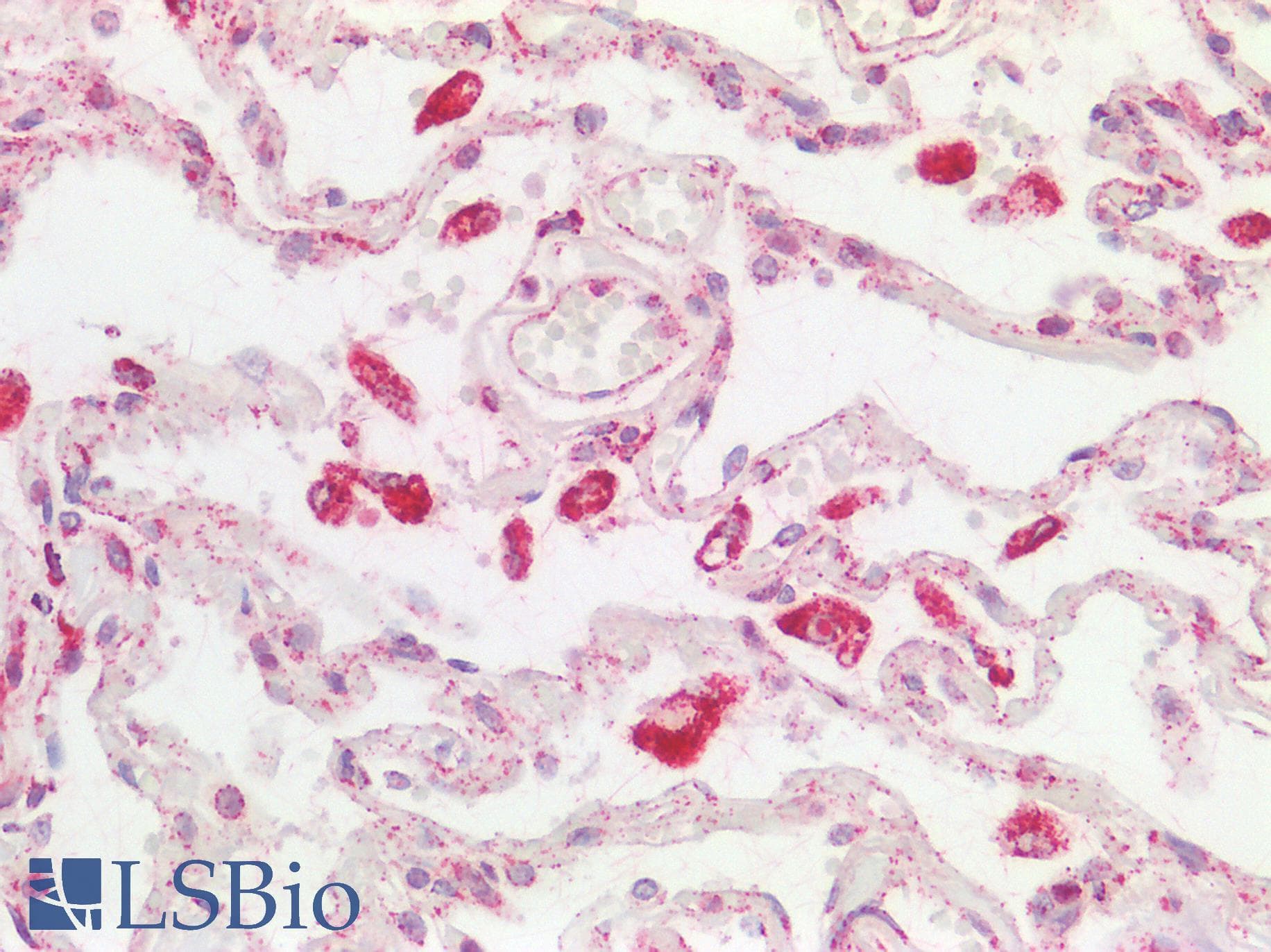 FPGS Antibody (aa265-314)